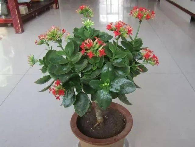 几月份嫁接长寿花好 72f69642faf14541a2fedd2366bb31a1.jpeg