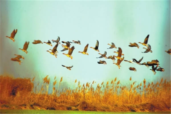 河南湿地保护率过半 生态如画 鸟儿安家