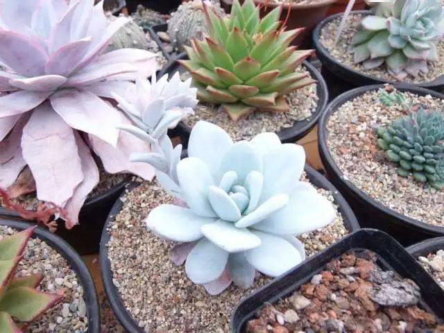 多肉怎么叶层多 f016198fa29a4b0d998e08c9d1301d69.jpeg