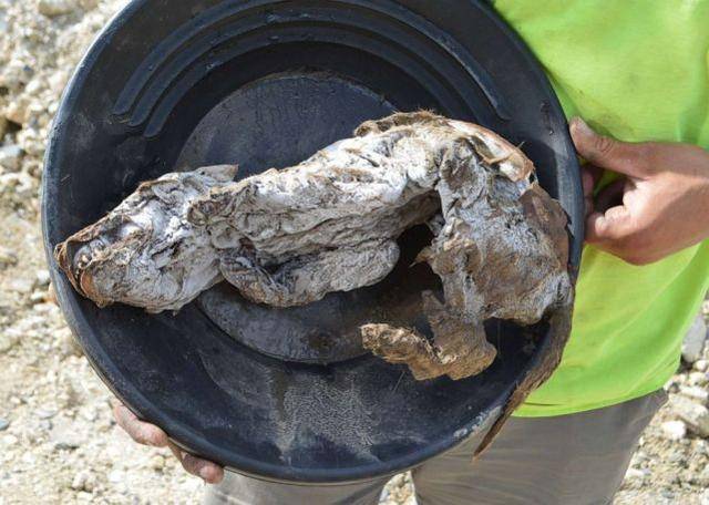 永久冻土中发现57000年前小狼崽：尖牙清晰可见