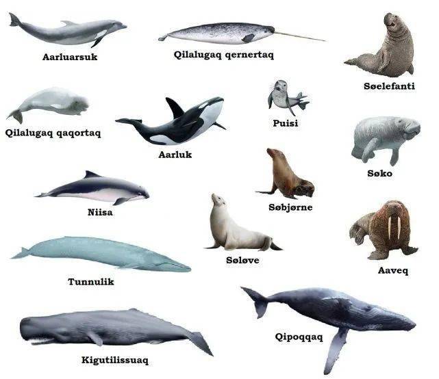 同为海洋哺乳动物用肺呼吸,为何海狮可以晒太阳,而鲸鱼搁浅就变鲸爆?