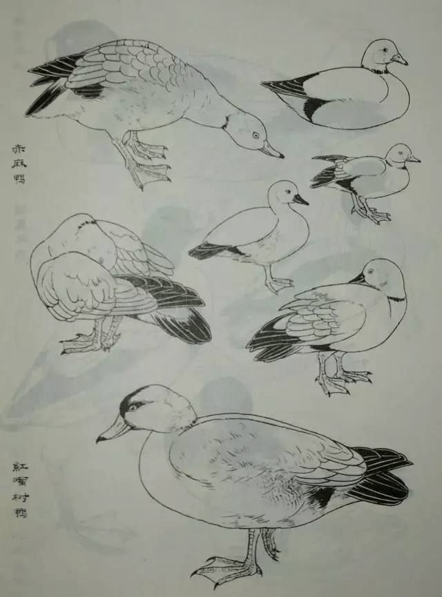 鸟类白描大全