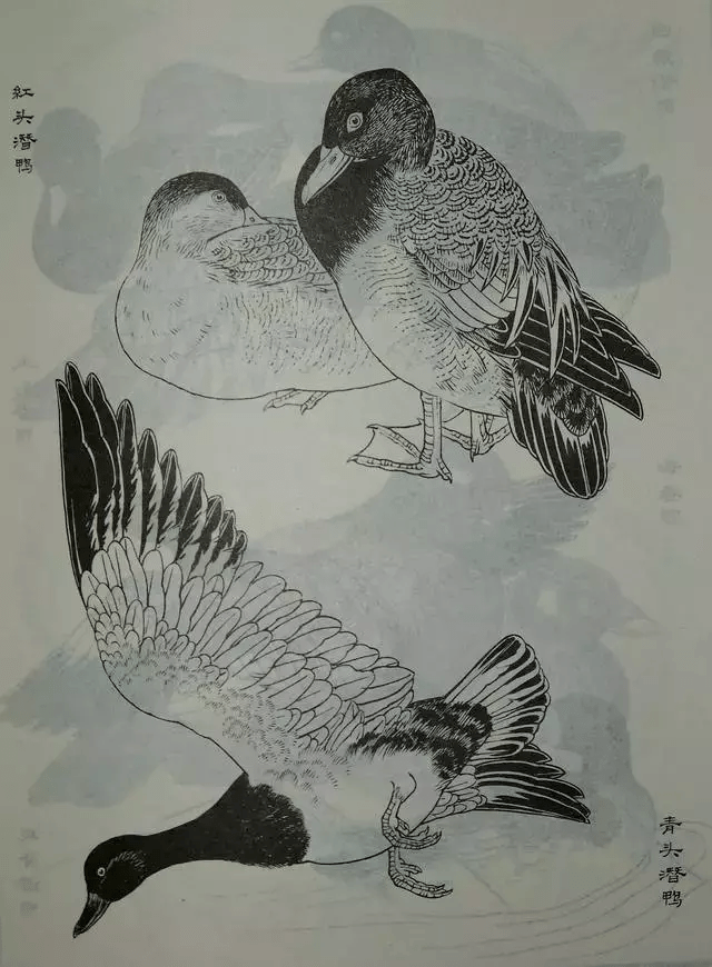 鸟类白描大全
