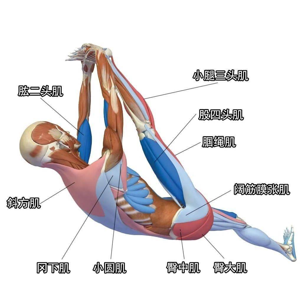 瑜伽中轻柔的伸展体式能释放筋膜的紧张,力量型体式能激活肌群,减轻
