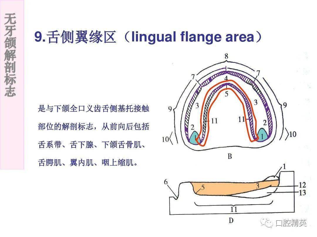 无牙颌解剖标志