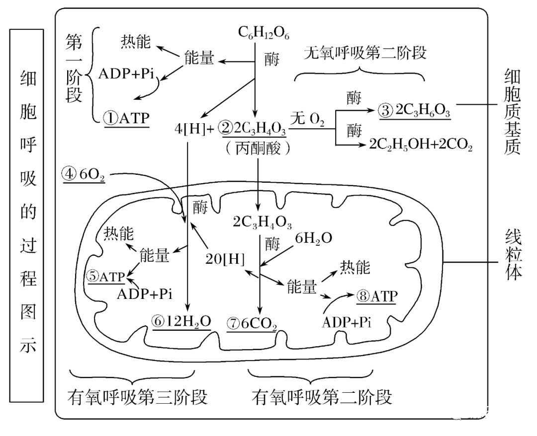 细胞呼吸是atp的主要来源