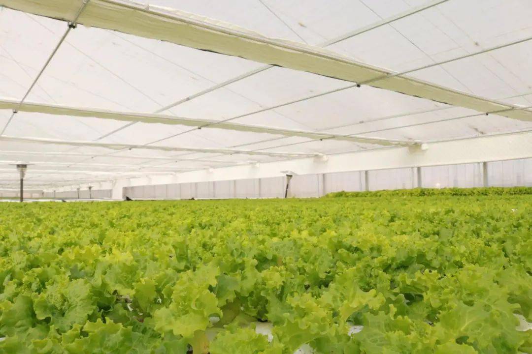 水培蔬菜种植基地