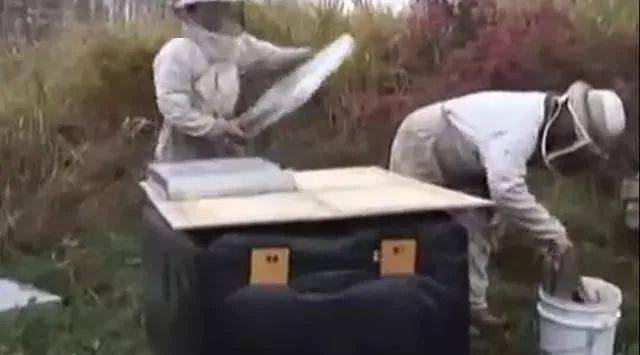 蜜蜂为什么在蜂箱内壁上 96d8286104b64023a225c8d62962c216.jpeg