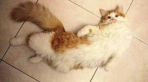 猫繁育|母猫发情规律和猫配种的秘密