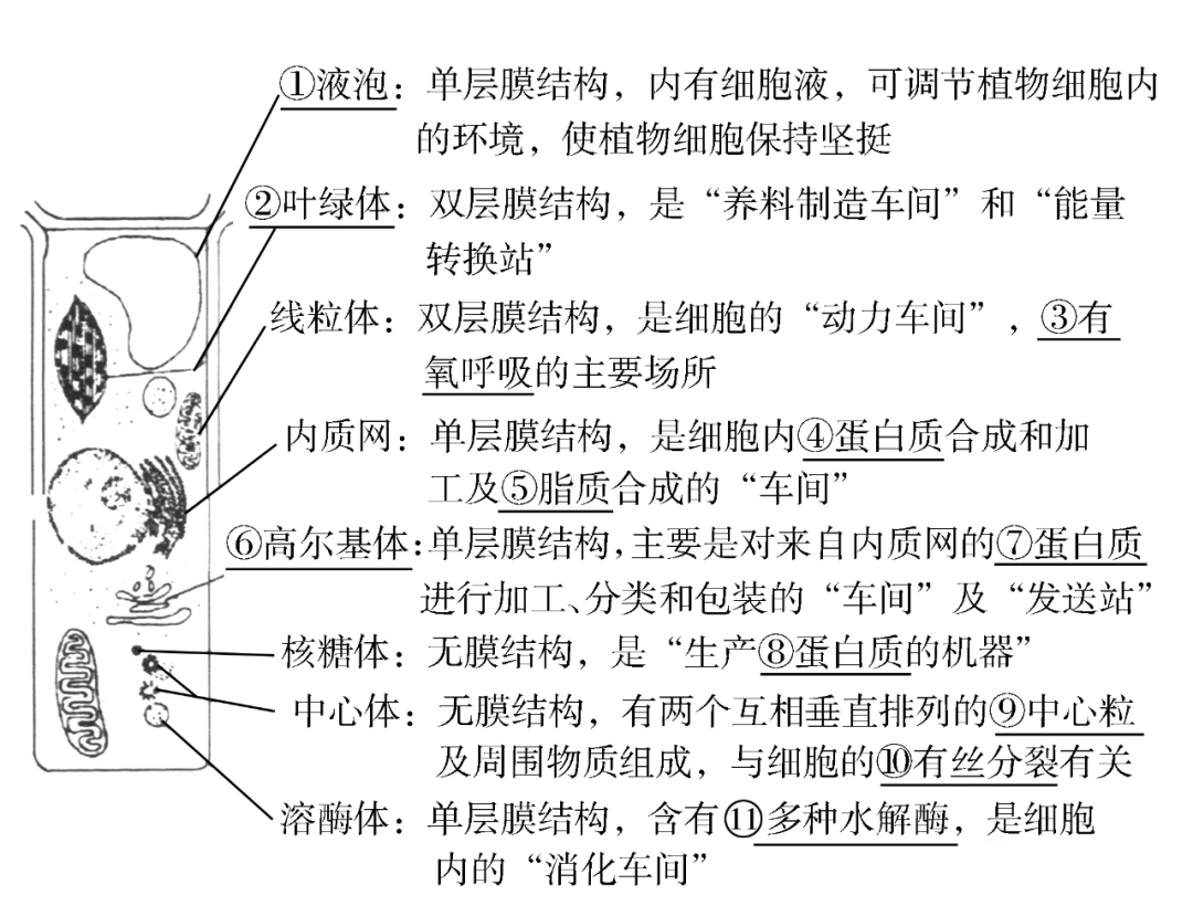 高考生物一轮复习分子与细胞思维导图专题汇总汇总