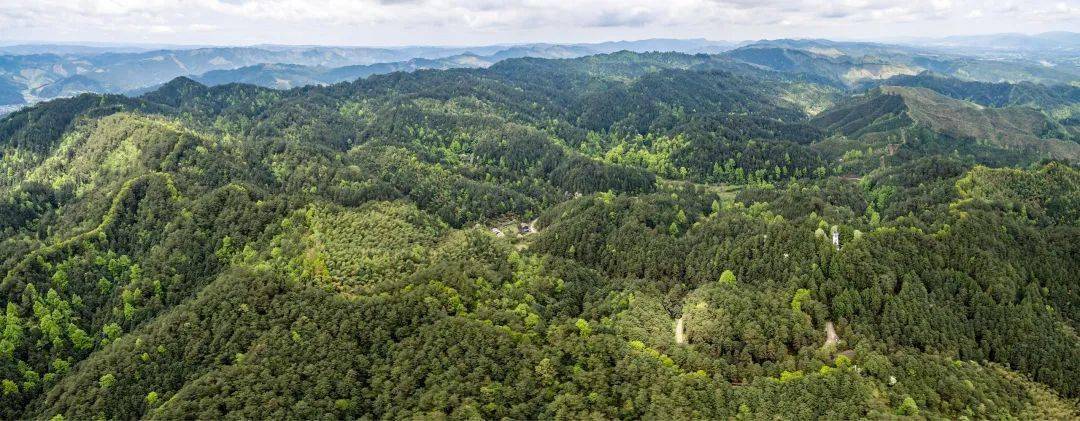 贵州国有林场改革发展取得突出成效