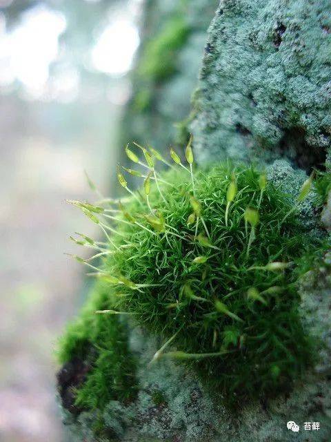 苔藓图片 e8575a6b08bc46829c7a8f26b36c7b81.jpeg