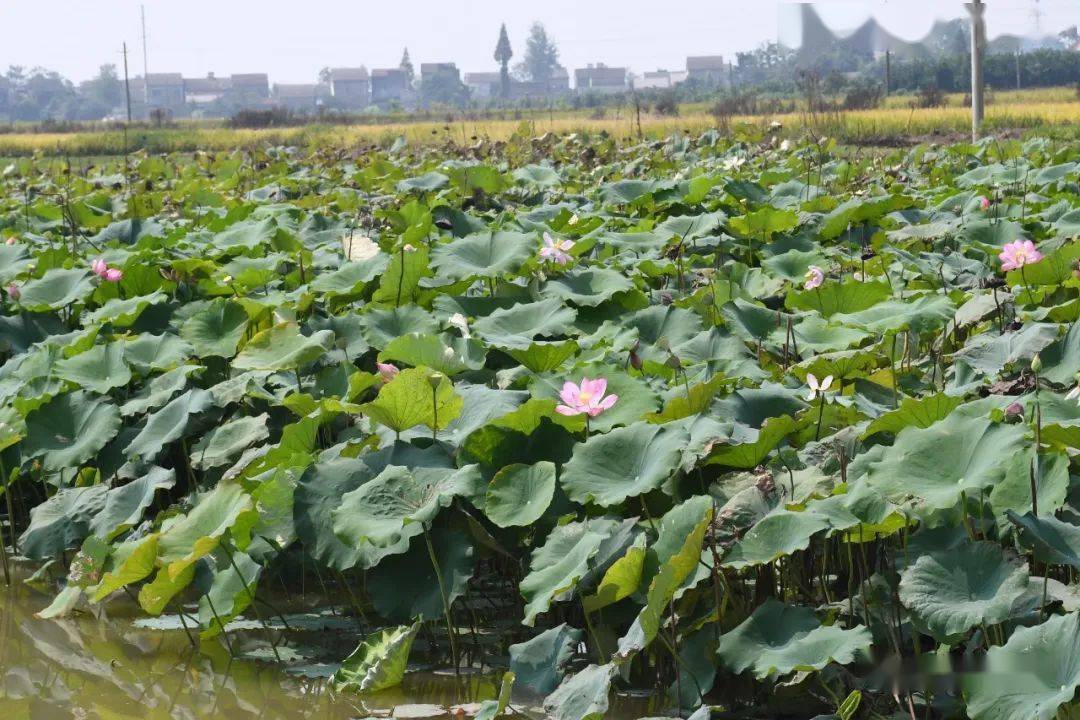 采风团"莅临湖北省松滋市八宝镇,观赏田园风光,体验美丽乡村建设成果