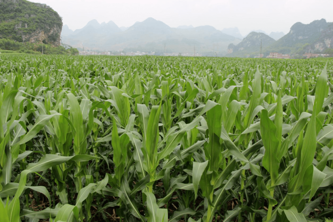 无公害农产品忻城糯玉米种植基地