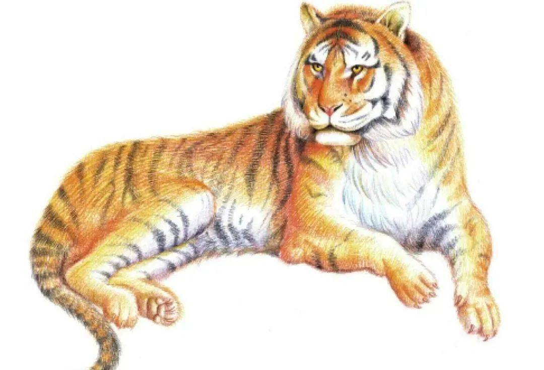 彩铅动物教程:画一只大老虎