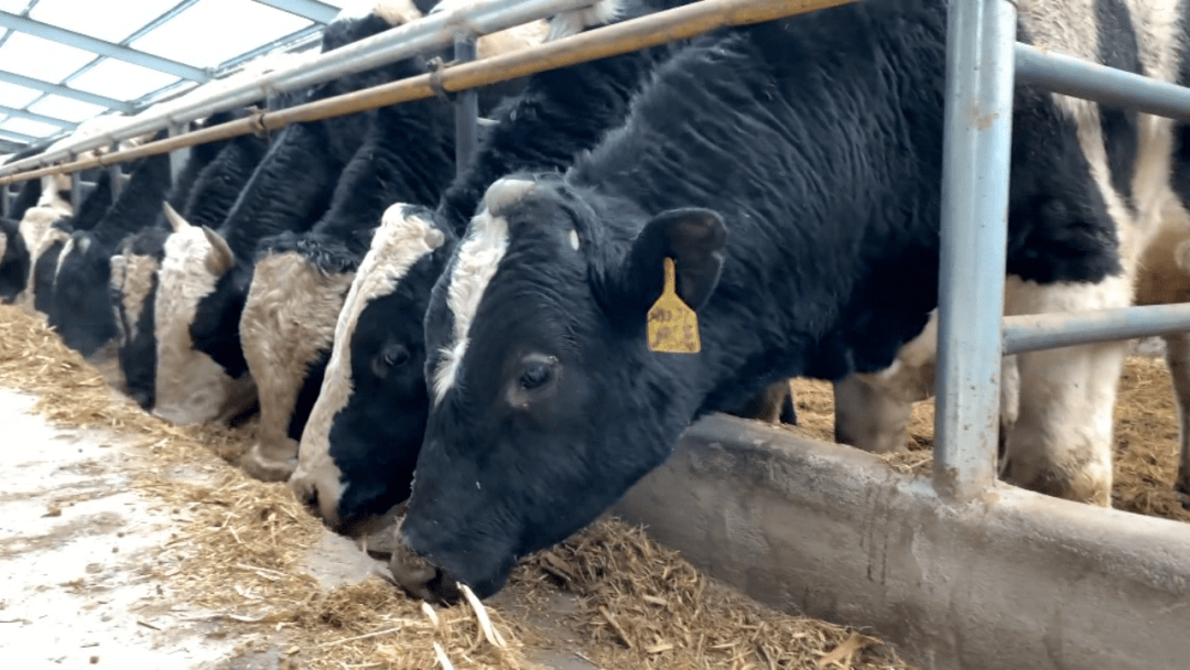 察右中旗万头肉牛养殖基地项目 倾力打造肉牛产业带领农牧民蹚出牛