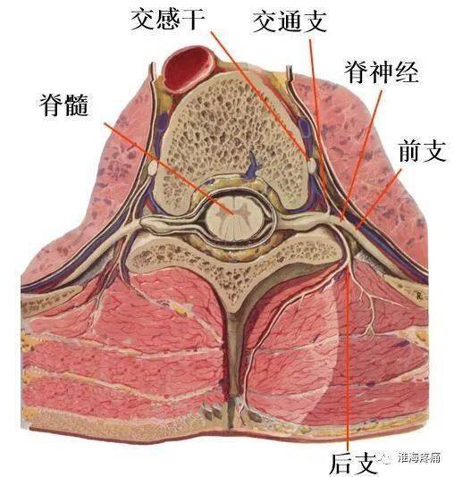 腰痛之腰脊神经后支痛