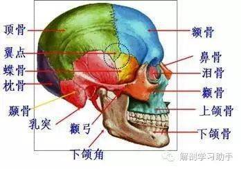 有脑膜中动脉,骨折皆因骨质薄翼点位于太阳穴,额顶颞蝶会颞窝翼点位置