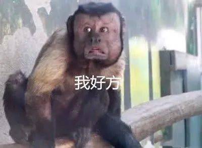 猴的表情包是什么意思 37686366fb8148959bd634b188a9ff12.jpeg