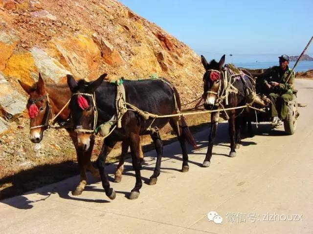 67赶牲灵:永远的陕北文化记忆_手机搜狐网