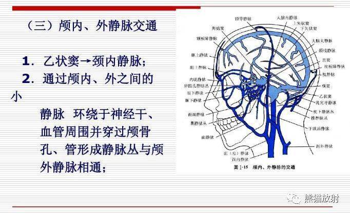 颅面颈部(颅面骨,眼眶,腮腺等)详细解剖图谱