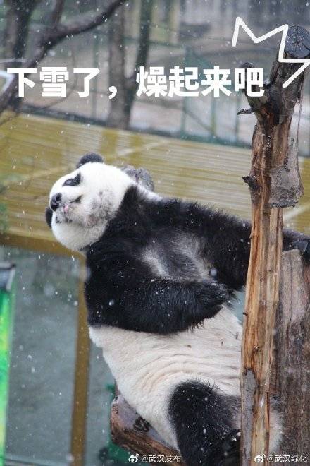 武汉动物园大熊猫看雪 乐成表情包 是时候展现真正的技术了!