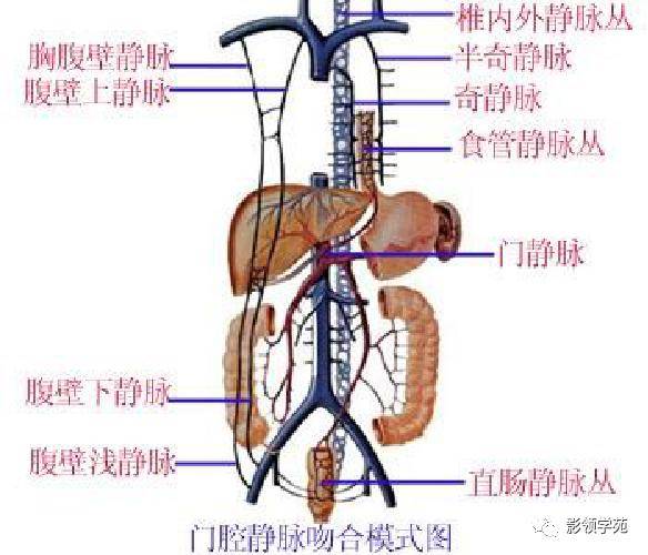 最全人体解剖学图谱_动脉