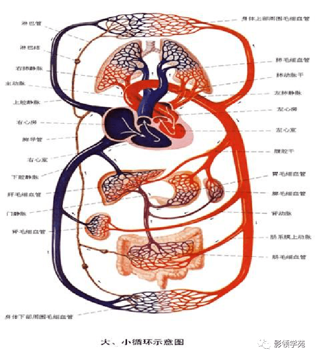 心血管系统 版权声明—— 本微信平台属个人公益性医学影像类学习