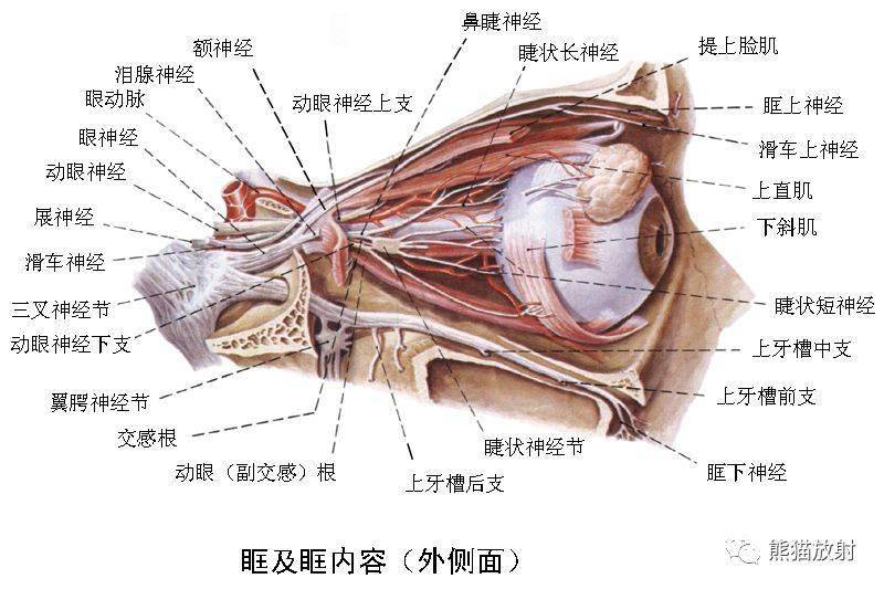 颅面颈部颅面骨眼眶腮腺等详细解剖图谱