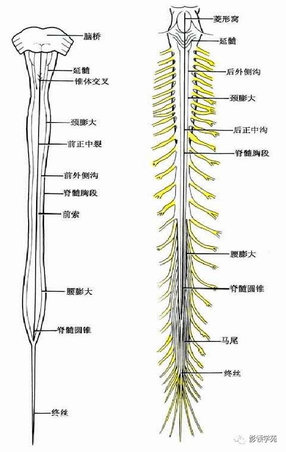 最全人体解剖学图谱