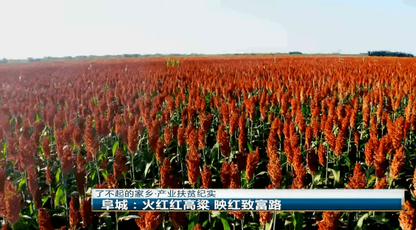 了不起的家乡产业扶贫纪实火红红高粱映红致富路