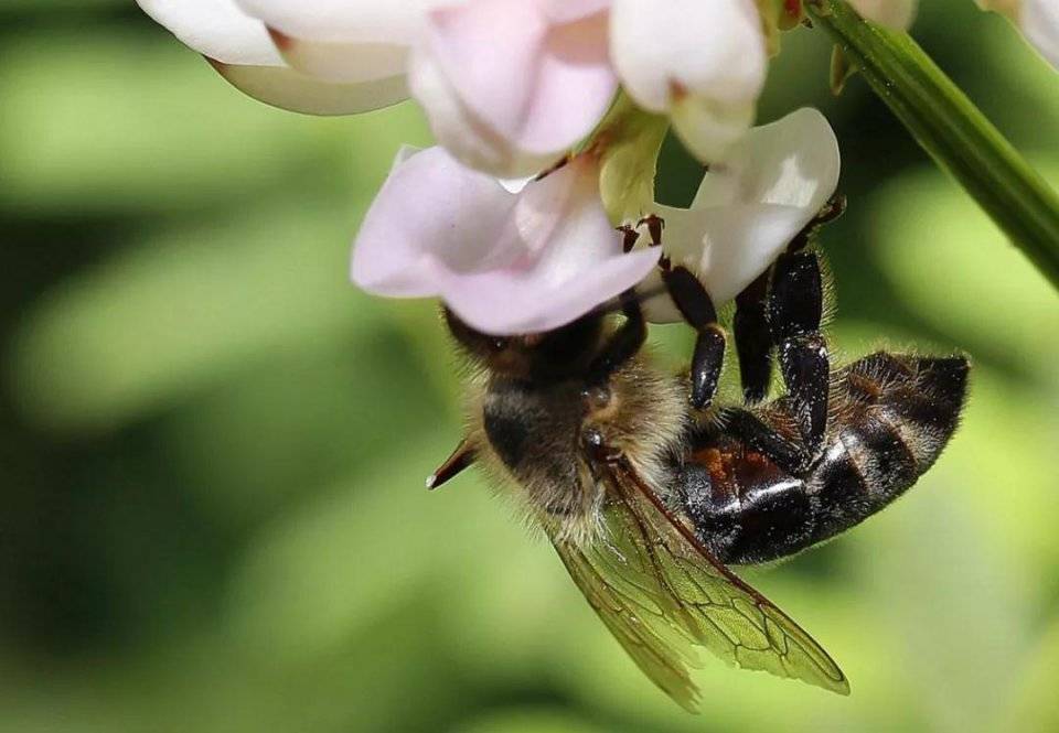 蜜蜂筑巢时间 c6b9ddcab4c643439288dd05625001b1.jpeg