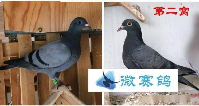 神奇的隐性遗传——波拉系(图)