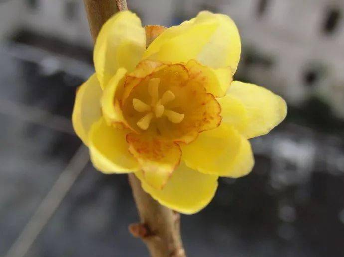 2021新年到!八种吉祥花祝花友们元旦快乐!
