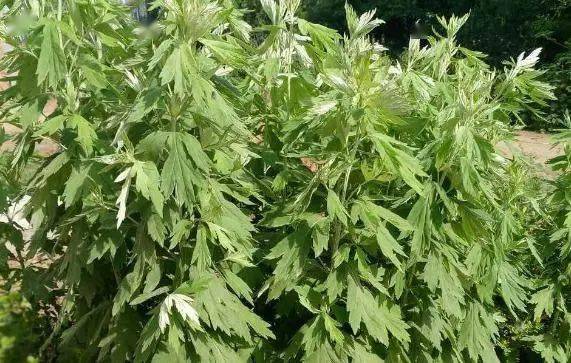 如何种植艾草 270f82401cf74e89bce80a6928e65e49.jpeg