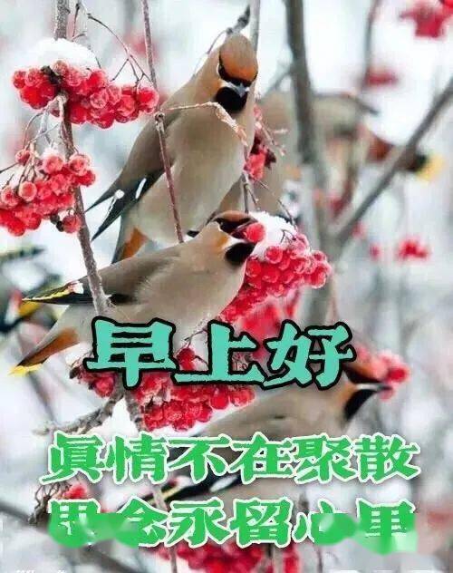 大家早上好图片大全冬天 5a768d8af22e402f9a9514919a6fe124.jpeg