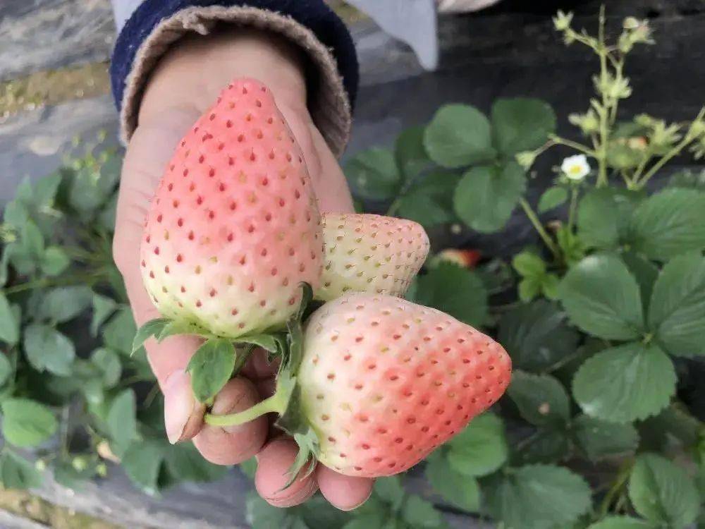 种植十几亩马鞭草和粉黛乱子草,除了主要种植红颜草莓以外,还增加了粉