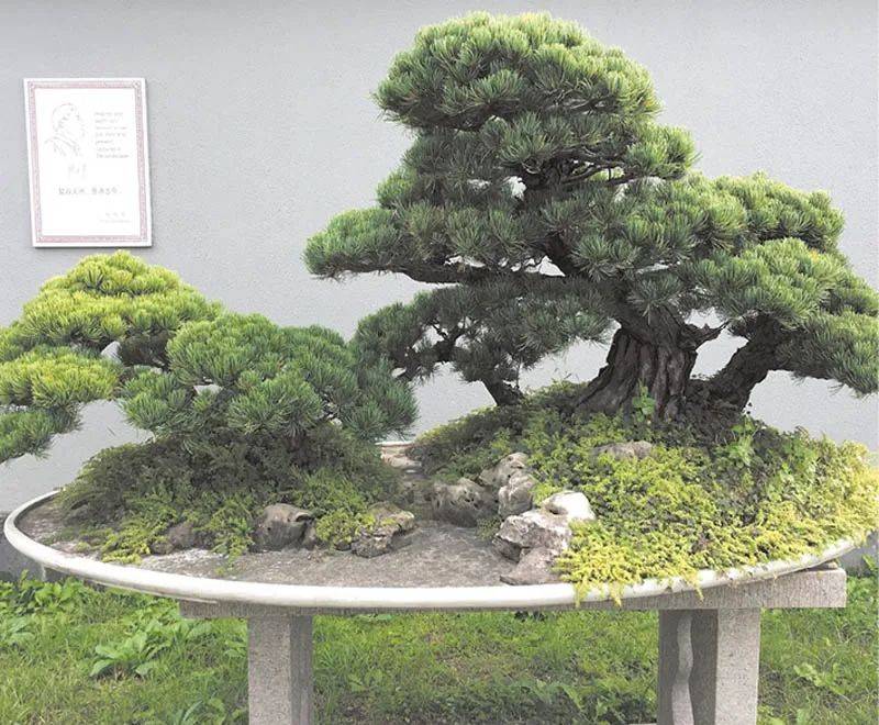 排名盆景_日本盆景品种排名(2)