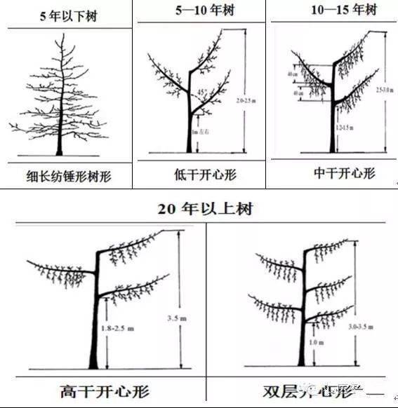 苹果树冬季修剪实用小知识!