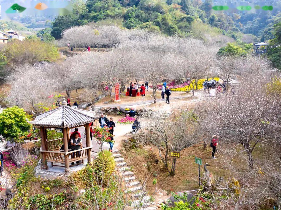 纯玩仅119元!【醉美·天露山梅花节】新兴