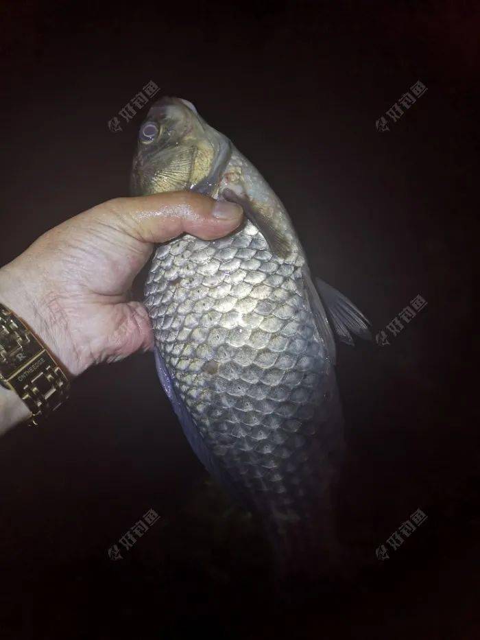 夜钓的大板鲫.