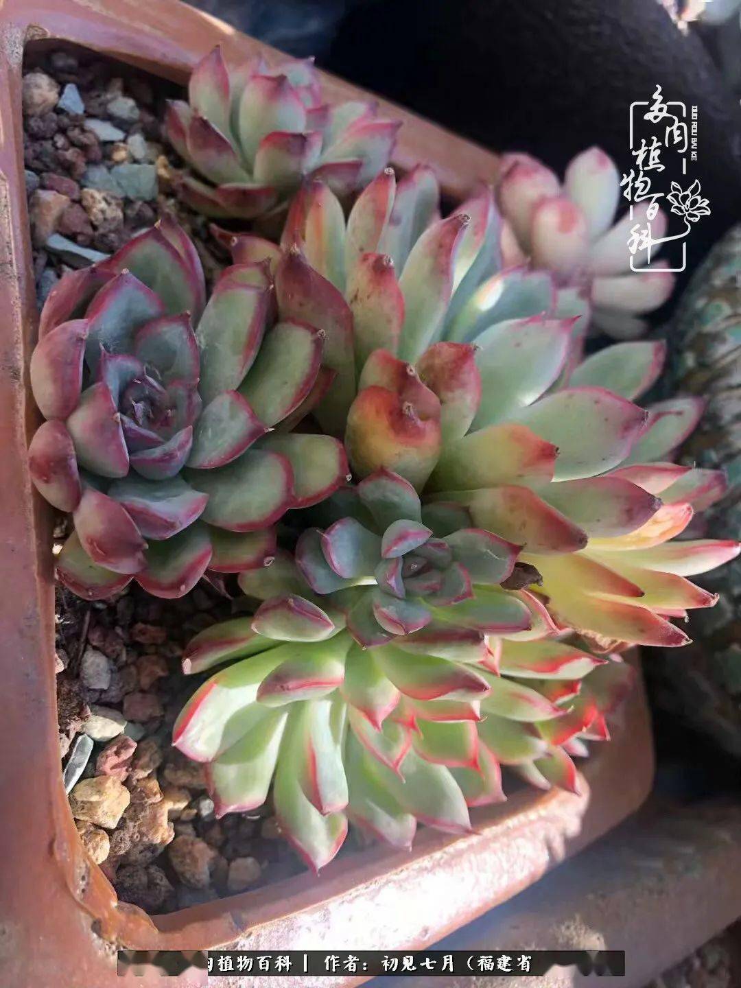 多肉小花园 fb185618afae4a0f88e59ee183d0179e.jpeg