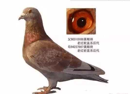 的看到,红色西翁在詹森育种工作中起重要作用,虽然这些红绛来自休勒曼