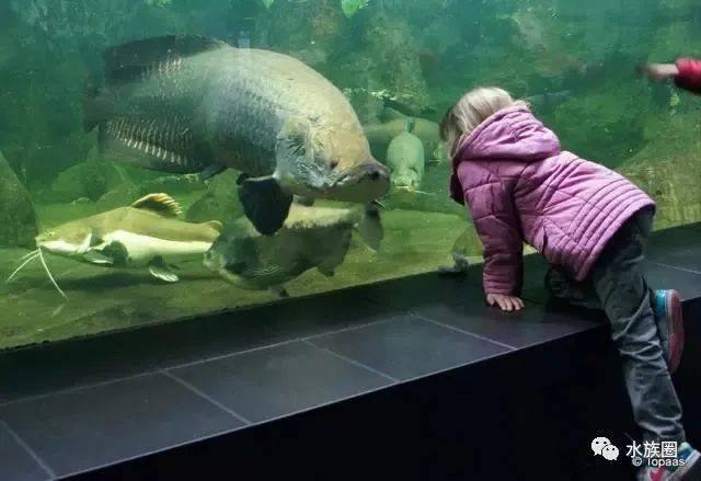 全世界不能错过的水族馆柏林水族馆