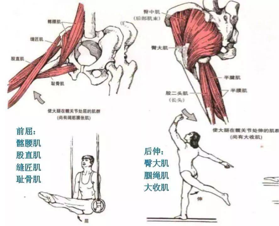 髋关节查体