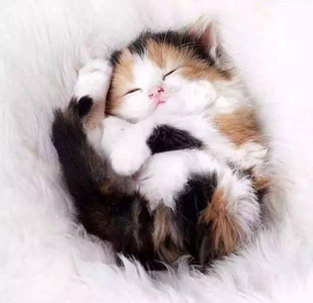 小奶猫睡觉姿势绝了网友猫是正经猫主人就不知晓