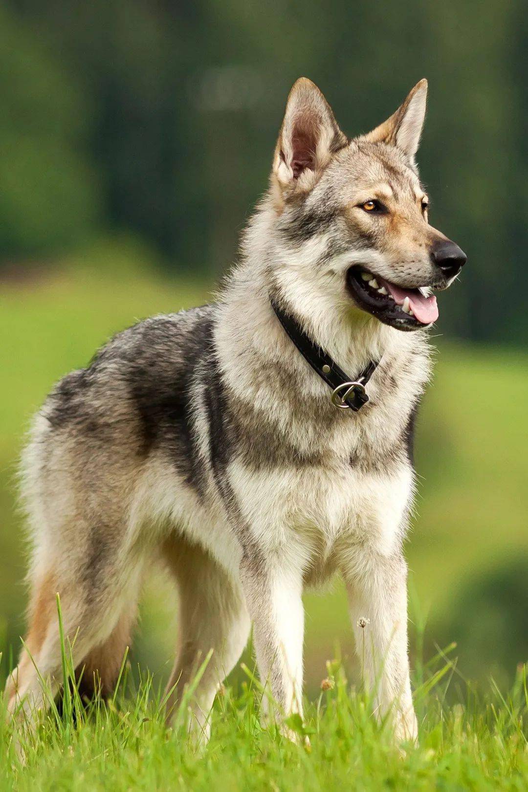 狼犬有哪些品种，狼犬都有哪些种类