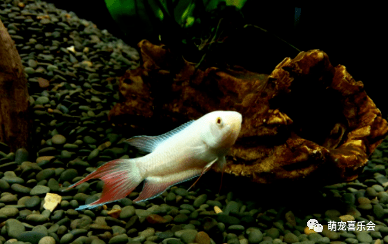 怎么养鱼的视频大全 b18f25f90f1c41b6ab01dd2c4e6e214f.png