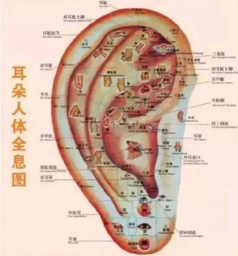 揉耳朵法 动作要领:右手叉腰,伸出左手