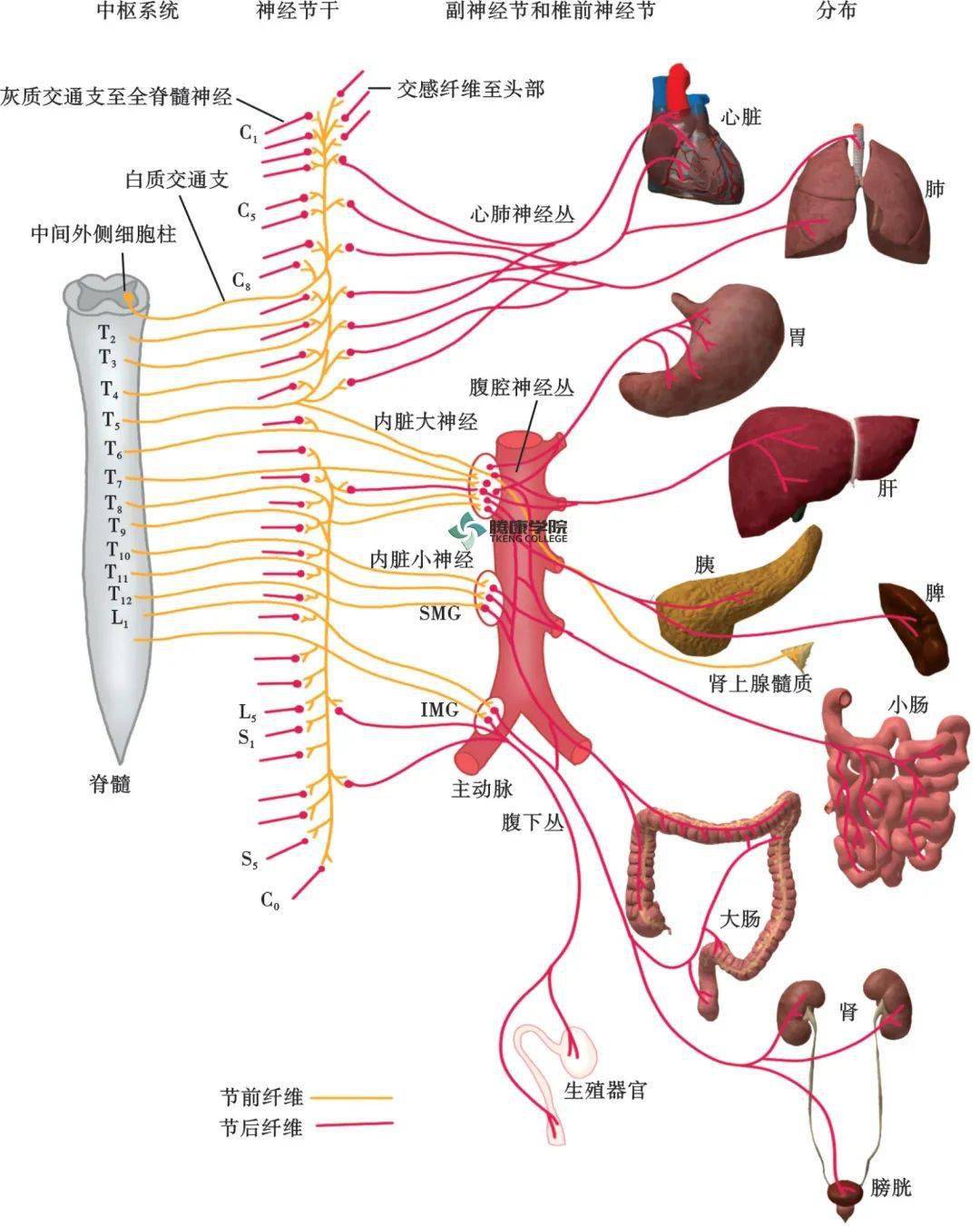 内脏神经在中枢神经系统控制下,内脏刺激信号传入中枢神经,引发机体